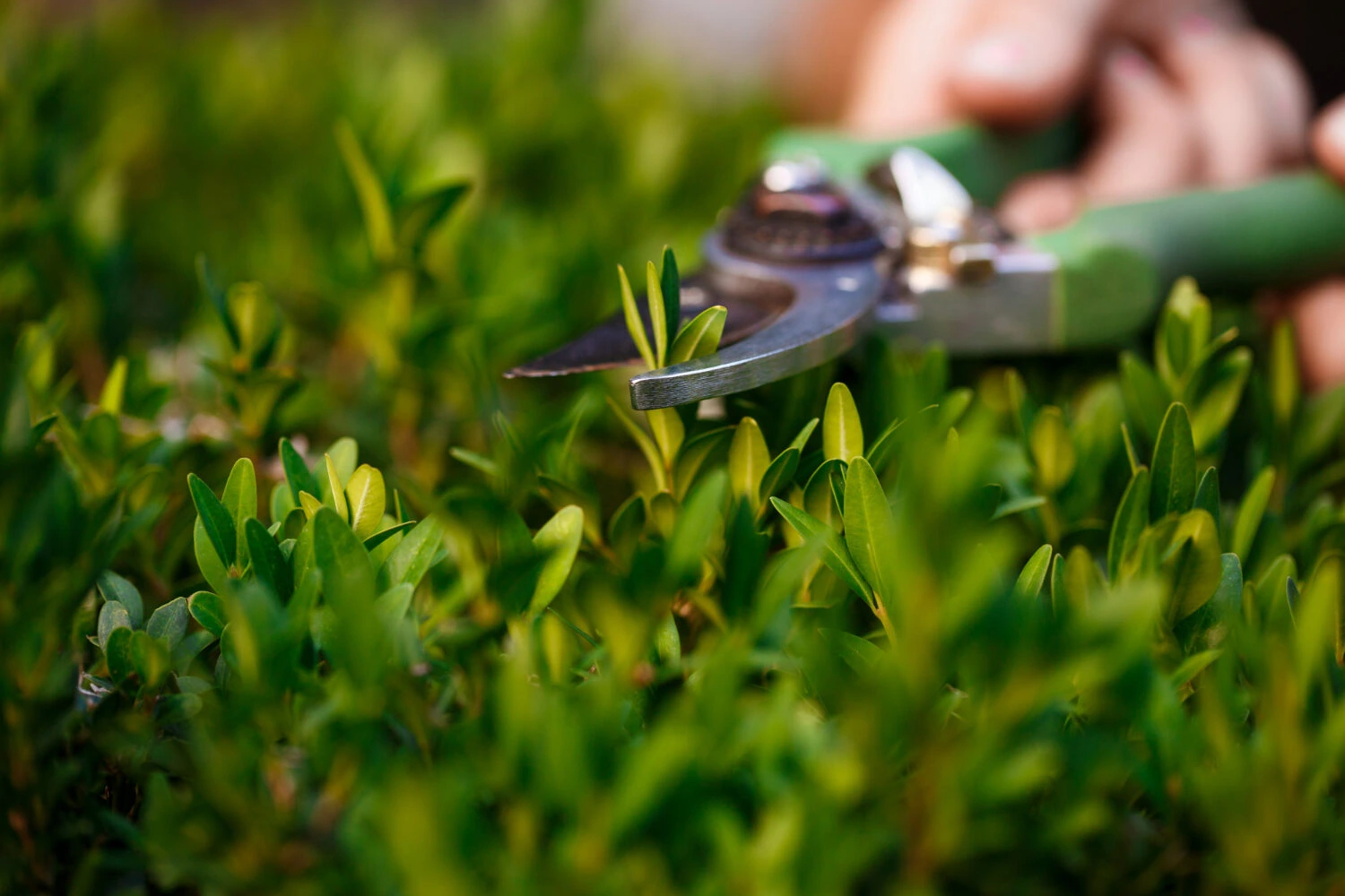 landscaper taking care of plants
